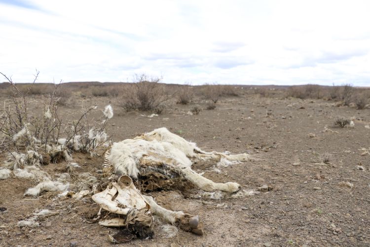 The carcass of a dorper sheep lies in the veld on Wynand Vivier's farm outside Beaufort West. Picture: Aletta Harrison/News24