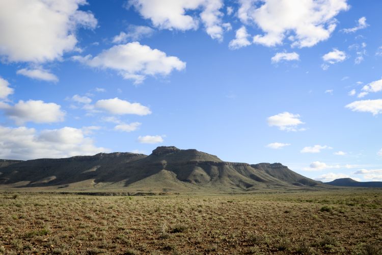 The vegetation on the parched plains of the Karoo National Park has been withering under the relentless sun. Picture: Aletta Harrison/News24