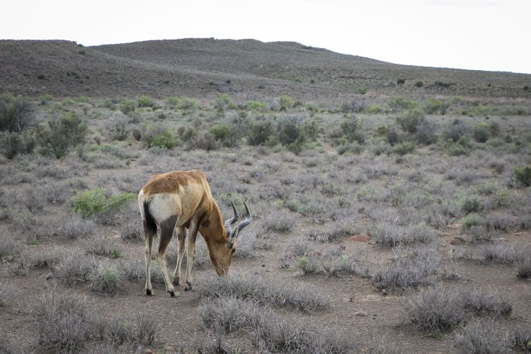 A scrawny red hartebeest grazes in the Karoo National Park. Picture: Aletta Harrison/News24